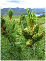 Семена Кедровый стланик (Pinus pumila), 30 штук