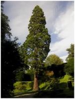 Семена Секвойя вечнозелёная (Sequoia sempervirens), 20 штук