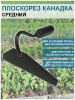 Благодатный мир Плоскорез Канадка средний 12 см без черенка