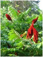 Семена Сумах дубильный (Rhus coriaria), 25 штук