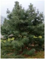 Семена Кедр корейский (Pinus koraiensis), 15 штук