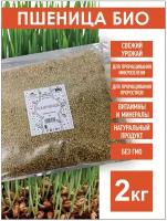 Пшеница Семена БИО для проращивания, 2 кг. биоорганическая, Пшеница для проращивания, Пшеница для микрозелени, проростки микрозелень, Семена пшеницы