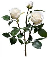 Роза Флорибунда Мидл декоративная ветвь белая букет 2 цветка и 1 бутон для интерьера
