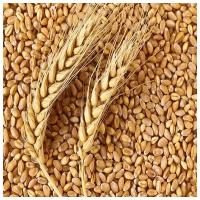 Пшеница кормовая для птиц и животных 10 кг