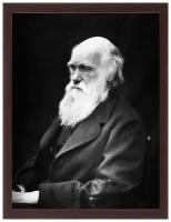 Портрет Чарльза Дарвина, в рамке, печать на холсте 21х30 см