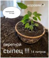 Перегной коровий навоз