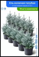 Ель колючая голубая 80-100 см в пластиковом горшке 3-7,5 л, саженец, хвойное живое растение, комплект из 10 шт