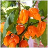 Семена Орешка Перец острый Trinidad scorpion orange 5 шт