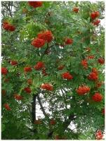 Семена Рябина обыкновенная (Sorbus aucuparia), 75 штук