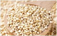 Киноа белая (лат. Chenopodium quinoa) семена 250шт