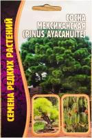 Семена Сосны Мексиканской(Pinus Ayacahuite) (10 семян)