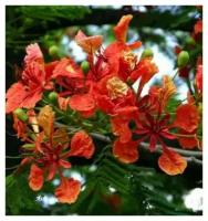 Делоникс королевский - Огненное дерево (лат. Delonix Regia) семена 15шт