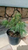 Сосна стробус Тини Кёрлс. Ф-20см Pinus strobus Tiny Curls