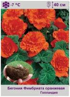 Бегония Фимбриата оранжевая (Fimbriata orange) 2 шт