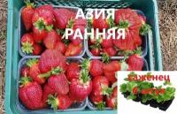 Клубника Азия (Ранняя) Крупноплодная 6 штук саженцев в кассетах