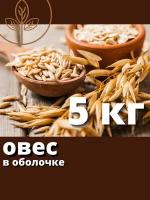 Овес зерно для отвара и проращивания 5 кг