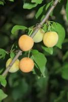 Алыча обыкновенная (лат. Prunus myrobalana) семена 5 шт