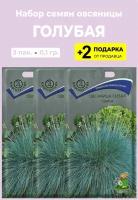 Семена Овсяница сизая Голубая, 3 упаковки + 2 Подарка