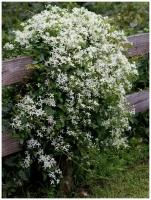 Семена Ломонос трехцветковый (клематис белый) / Clematis terniflora, 90 штук