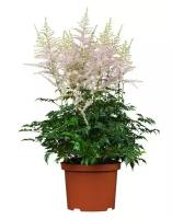 Астильба Г. Арендса Вижн ин Вайт - Astilbe Vision in White D14 H40