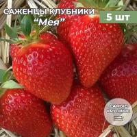 Клубника крупноплодная Мея саженцы/корневище клубники 5 шт