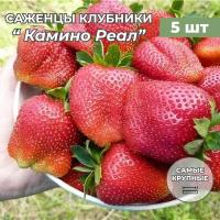 Клубника крупноплодная Камино Реал, саженцы/корневище клубники 5 шт