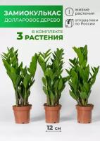 Комплект 3 растения Замиокулькас Долларовое дерево высота 40см, диаметр 12см