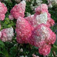 Купить гортензию в луганске гипсофилы цветы букеты цена москва