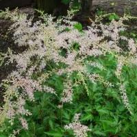 Астильба Astilbe William Buchanan (10-15см/С2-C3)