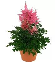 Астильба Арендса Данс и Транс - Astilbe (Arendsii Grp) 'Dance and Trance' D14 H40