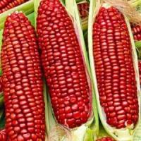 Кукуруза Sweetcorn Puka Chullpi Red Corn (1 упаковка (семена))