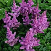 Астильба Китайская Пумила (Astilbe chinensis) Саженец/Разбор 1/Открытая (корень)