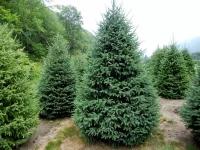 Ель канадская | Picea canadensis - Копанный - 250 - 300 (см)