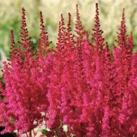 Астильба Китайская Хот Перлз (Astilbe)/Разбор 1/Открытая (корень)