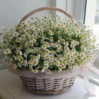 Букет ромашек в корзине 51 шт., красивый букет цветов, шикарный, цветы премиум