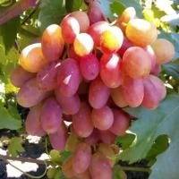 Саженец Виноград плодовый Преображение