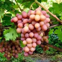 Долина растений Виноград Ливия (саженец 50-80 см; 1 год)