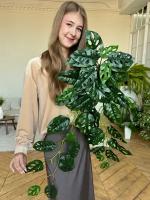 Искусственное растение Монстера Манки лиана ампельная 95 см
