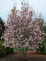Семена Магнолия Суланжа (Magnolia soulangeana), 5 штук