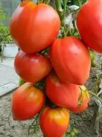 Коллекционные семена томата Бычки сердцевидные