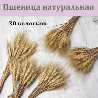 Пшеница крупная золотистая 30 штук / Пшеница натуральная сухоцвет / Букет из сухоцветов