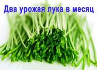 Chudo Gryadka гидропонная луковая электрическая для выращивания зелёного лука original