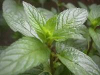 Мята перечная (лат. Mentha piperita) семена 150шт + подарочные семена