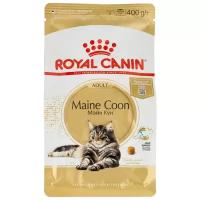 Maine Coon Adult