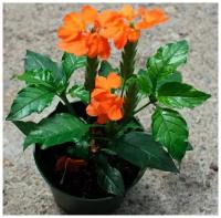 Кроссандра Тропик, пламя, комнатное быстрорастущее, обильно и длительноцветущее растение, 3 семян
