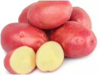 Картофель семенной Розара, 2 кг, для посадки в конце весны, высококачественный. Данный сорт отличается отменными вкусовыми качествами