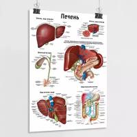 Медицинский обучающий плакат 
