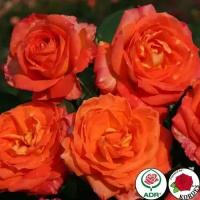 Роза чайно-гибридная Feurio