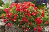 Горошек душистый Спенсер, алый, быстрорастущее вьющееся растение с ароматными цветами ярко-алого цвета, 12 семян
