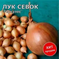 Лук севок на посадку 